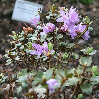 Rhododendron tapetiforme unspecified picture