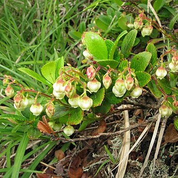 Gaultheria pyroloides unspecified picture