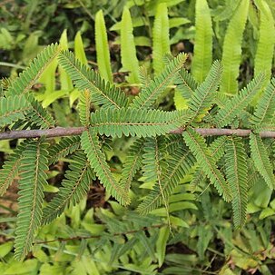 Phyllanthus lawii unspecified picture