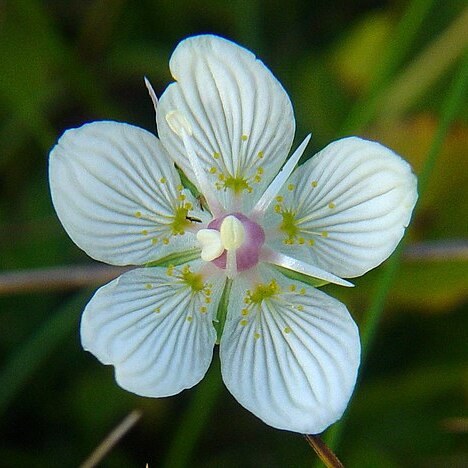 Parnassia unspecified picture