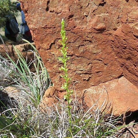 Platanthera leptopetala unspecified picture