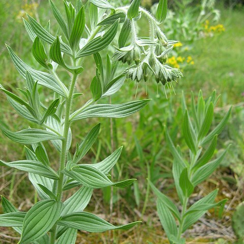 Lithospermum molle unspecified picture