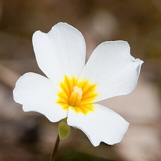 Leavenworthia stylosa unspecified picture