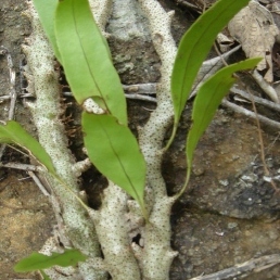 Lecanopteris sinuosa unspecified picture