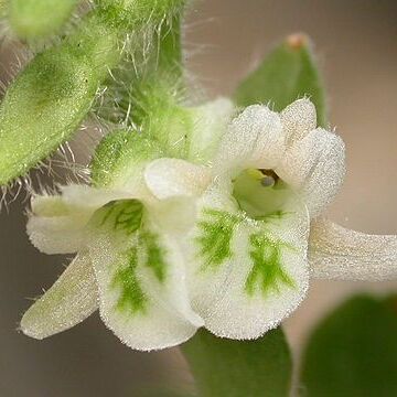 Lankesterella gnomus unspecified picture