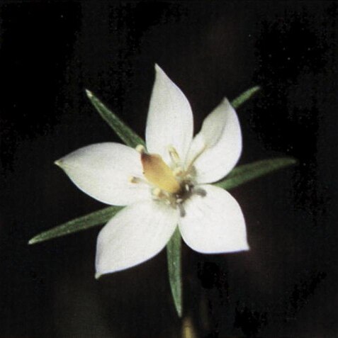 Lomatogonium rotatum unspecified picture