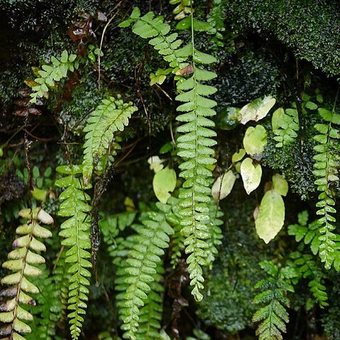 Osmolindsaea odorata unspecified picture