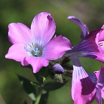 Linum heterosepalum unspecified picture