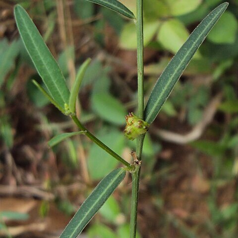 Microstachys unspecified picture