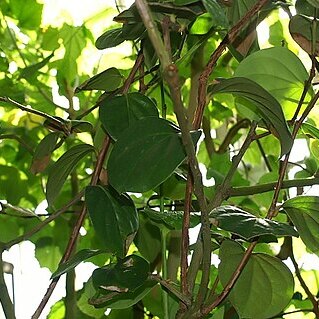 Macleania coccoloboides unspecified picture