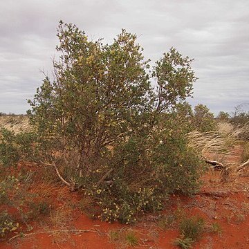 Melaleuca lasiandra unspecified picture