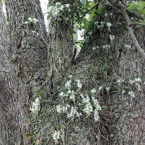 Mystacidium capense unspecified picture