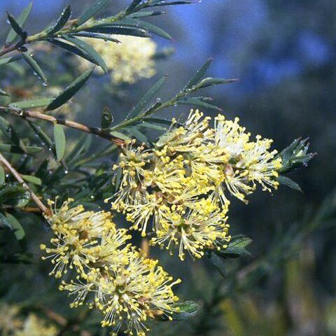 Melaleuca leiocarpa unspecified picture