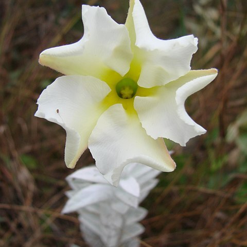 Mandevilla velame unspecified picture