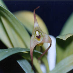 Masdevallia fractiflexa unspecified picture