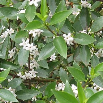 Myoporum petiolatum unspecified picture