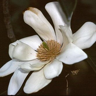 Magnolia doltsopa unspecified picture