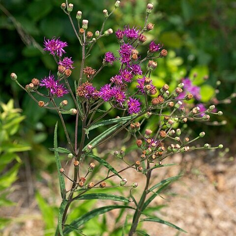 Vernonia texana unspecified picture