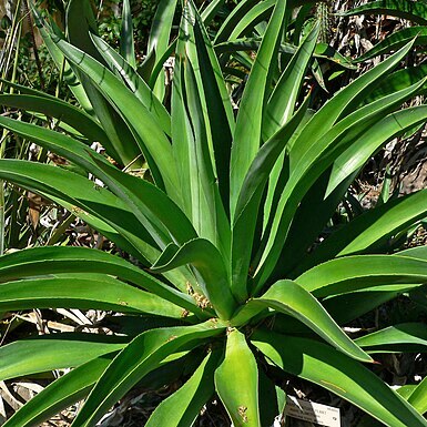 Agave de-meesteriana unspecified picture