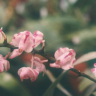 Aerides odorata unspecified picture