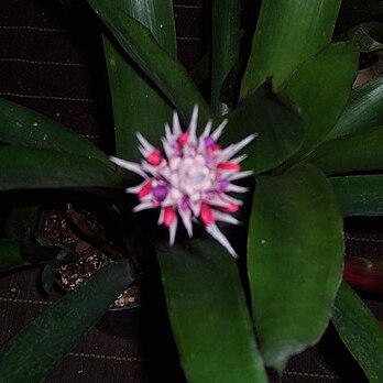 Aechmea dealbata unspecified picture