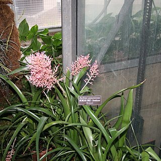 Aechmea purpureorosea unspecified picture