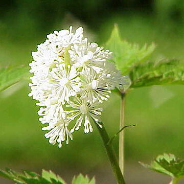 Actaea unspecified picture