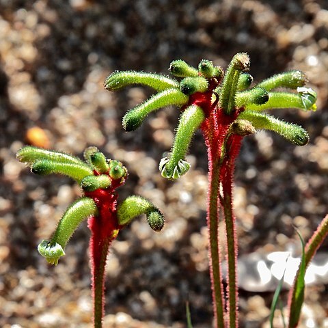 Anigozanthos gabrielae unspecified picture