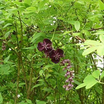 Akebia longeracemosa unspecified picture