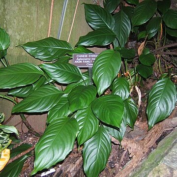 Aglaonema modestum unspecified picture