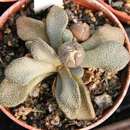 Aloinopsis rosulata unspecified picture