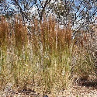 Austrostipa nodosa unspecified picture