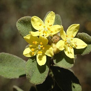 Asterolasia rupestris unspecified picture