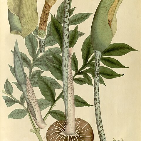 Amorphophallus napalensis unspecified picture