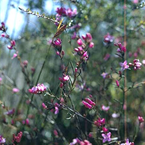 Boronia nematophylla unspecified picture