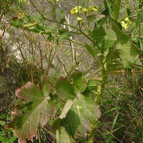 Brassica rupestris unspecified picture