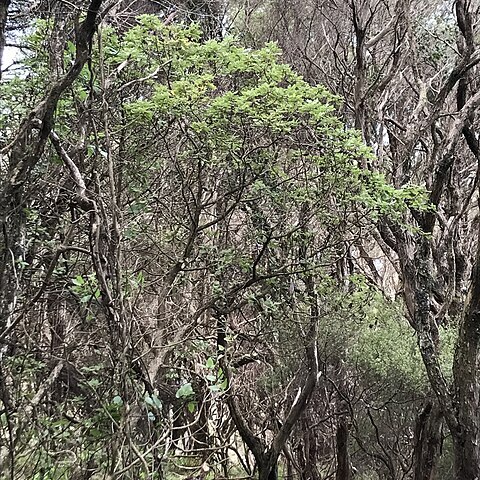 Brachyglottis pentacopa unspecified picture