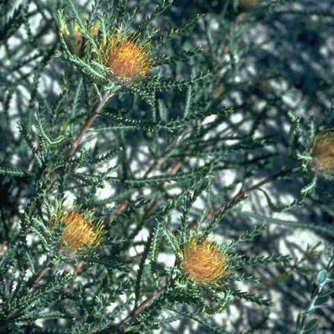 Banksia sclerophylla unspecified picture