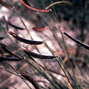 Chondrosum gracile unspecified picture