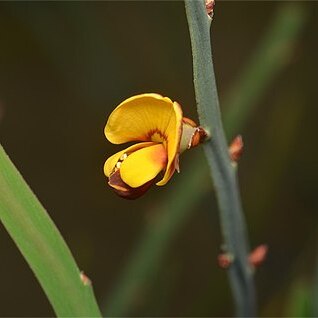 Bossiaea bombayensis unspecified picture