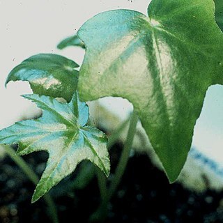 Begonia philodendroides unspecified picture