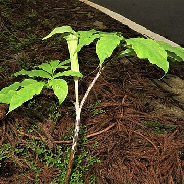 Arisaema yamatense unspecified picture