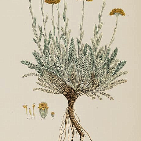 Achillea aegyptiaca unspecified picture