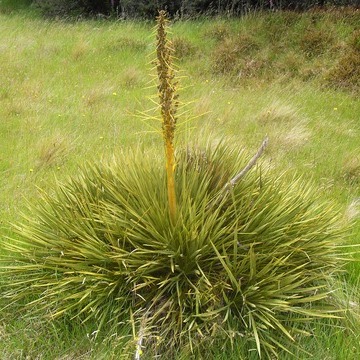 Aciphylla unspecified picture