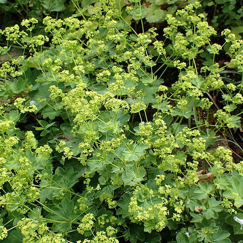 Alchemilla peristerica unspecified picture