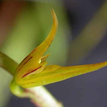 Acianthera adamantinensis unspecified picture