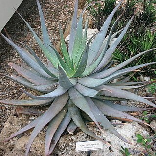 Aloe globuligemma unspecified picture