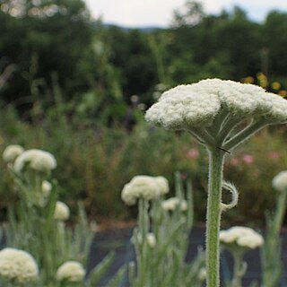 Achillea coarctata unspecified picture