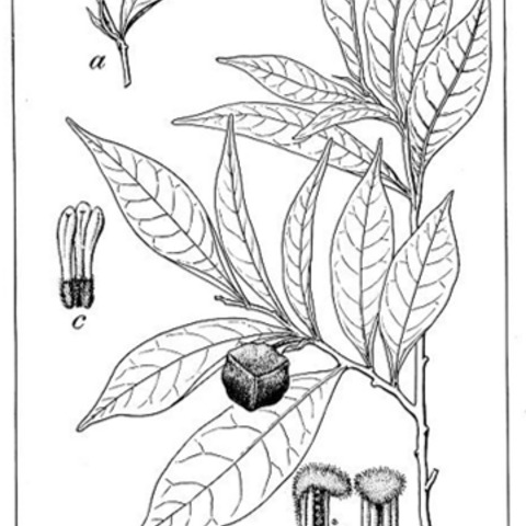 Annona acuminata unspecified picture