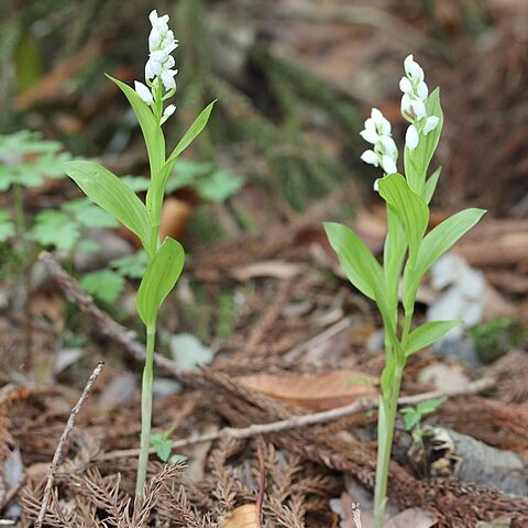 Cephalanthera erecta unspecified picture